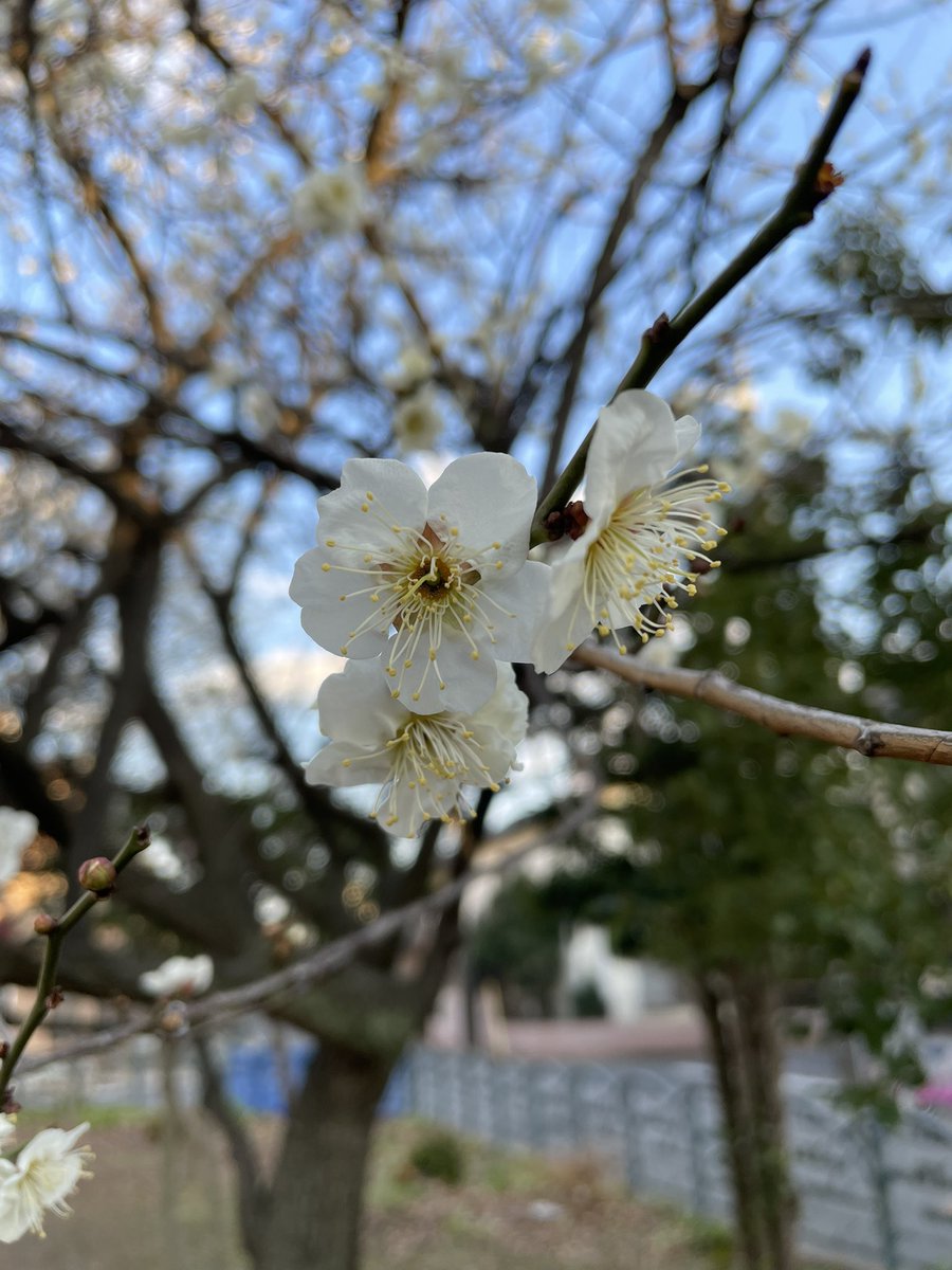 Roy Nakbayaski tweet media