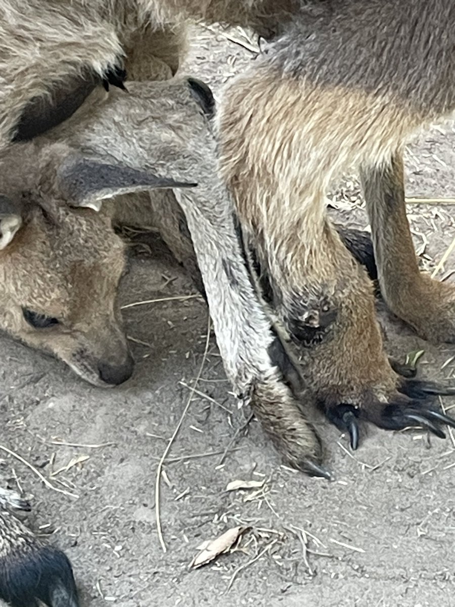Kanga tweet media