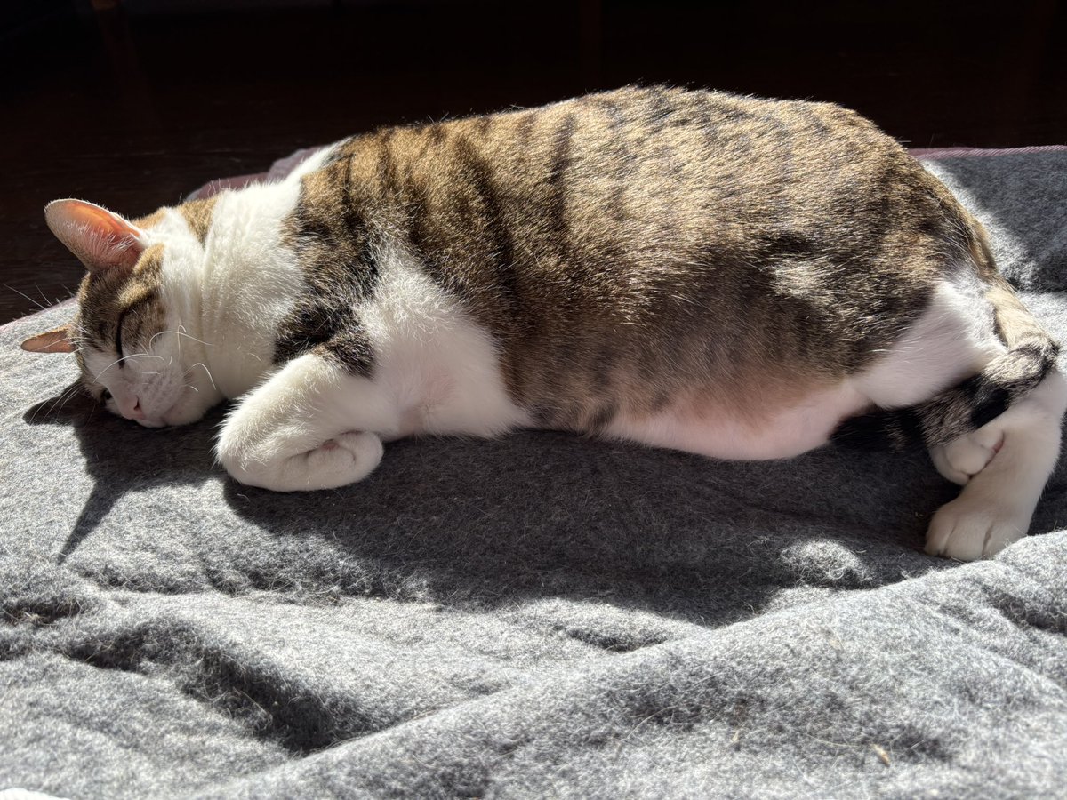 お腹の毛が、相変わらず薄いなぁー

そっ、それより…ふっふと、ふと…
ダイエット………もうちょい頑張らにゃ…