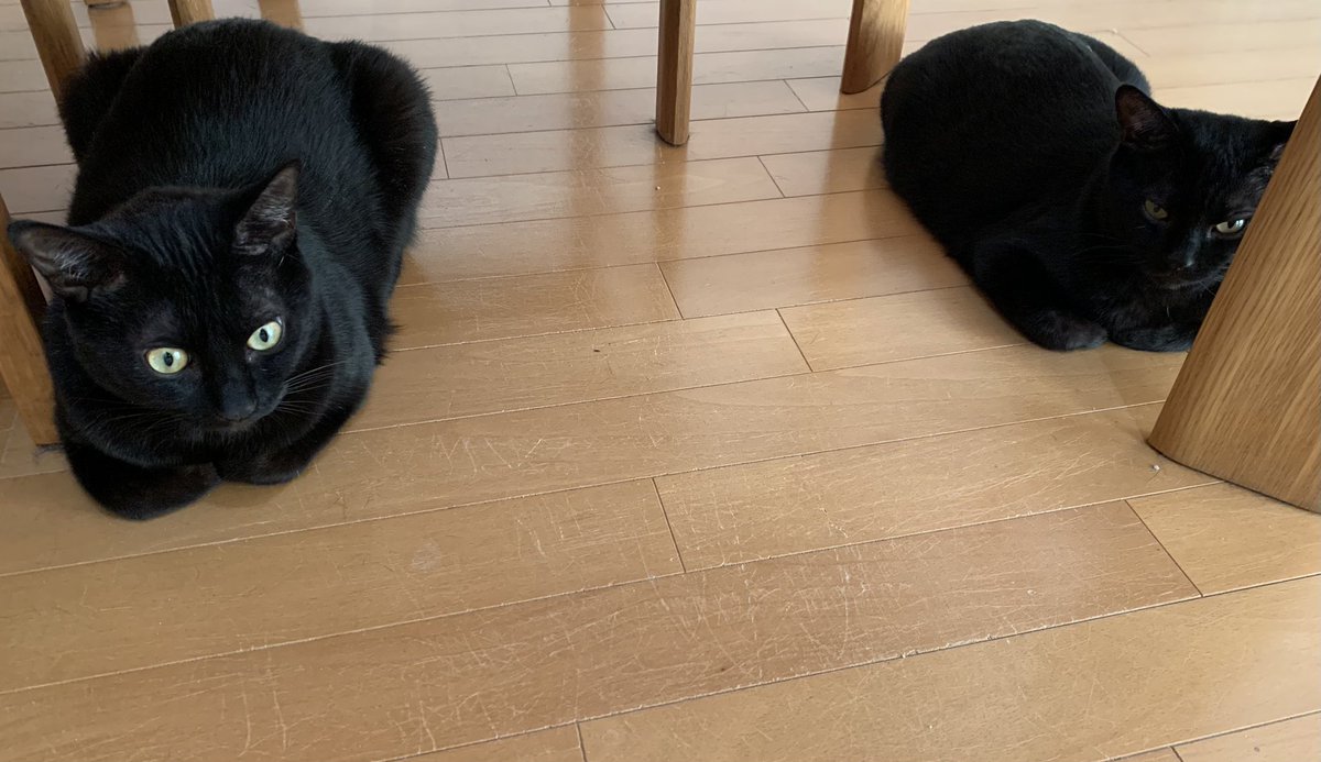 ventvert17's tweet image. にゃ。