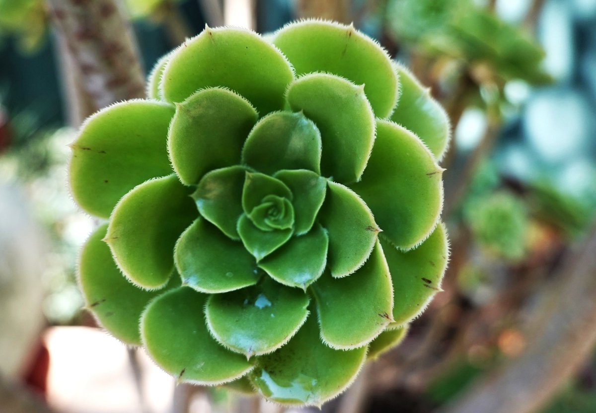 Adriana60147946's tweet photo. #KleurInDeNatuur
๐ข#bosgroen๐ข
#ColorinNature
#ForrestGreen
@ChrRoland
Prettig weekend. Have a nice weekend. https://t.co/6T2OmEyEOg