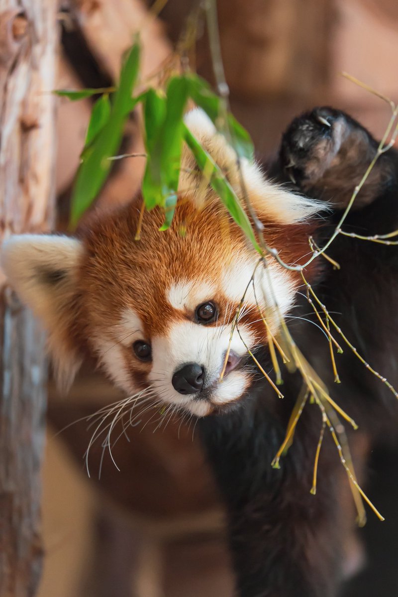 そのお口はなんだい😂🥰✨ 📸2026.2.18 #八景島シーパラダイス