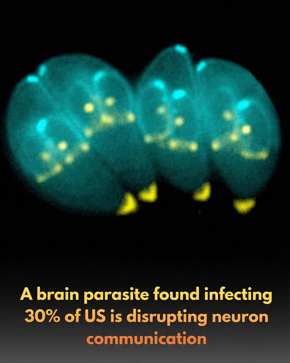 🧠 A brain parasite found in 30% of the global population is fundamentally altering how our neurons communicate.

Recent research from the University of California, Riverside, reveals that Toxoplasma gondii, a parasite infecting up to 30% of Americans, does more than just sit