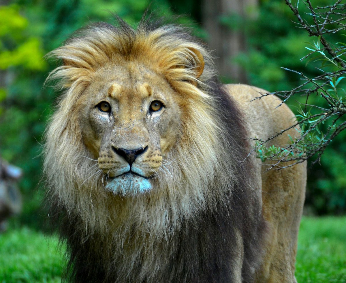 🦁 Countries with the most lions in the world

You might be surprised — it’s mostly Africa 🌍👇

1.🇹🇿 Tanzania – 14,500
2.🇿🇦 South Africa – 3,284
3.🇧🇼 Botswana – 3,063
4.🇰🇪 Kenya – 2,515
5.🇿🇲 Zambia – 2,349
6.🇿🇼 Zimbabwe – 1,362
7.🇪🇹 Ethiopia – 1,239
8.🇸🇸 South Sudan – 866
9.🇳🇦