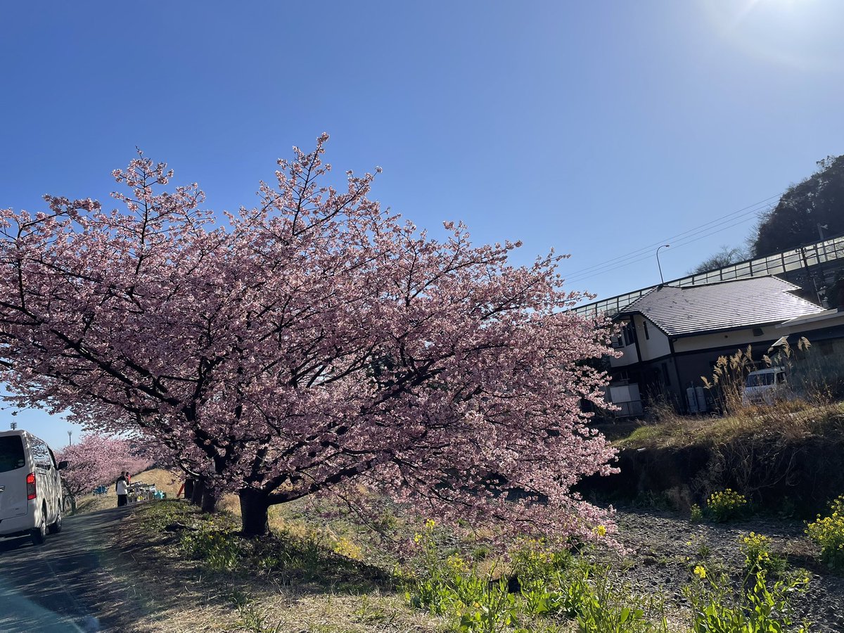 hinoeuma_ko's tweet photo. 2026.2.21（土）
#第2回小坂川河津桜を愛でる会
絶好の咲き具合に恵まれて🌸
ミニマルシェも盛況、手打ち蕎麦は早々に完売…桜とのフォトサービスも好評！
お立ち寄りありがとうございました😊

#わっしょい小坂　#満開は私の行いが良いから　ってみんな言ってる笑 https://t.co/nXUjcs846U