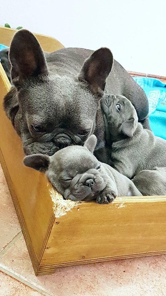 PawfectFrenche's tweet photo. Don’t forget to follow us for a daily dose of cuteness!
#frenchie #frenchies #frenchbulldog #frenchbulldogs #frenchbulldogsofinstagram #frenchbulldogpuppy #exploremore #buhi #buhistagram #batpig #pup #doglover #dog #puppy #cute #cuteanimals #explore #funnyvideo #puppy https://t.co/BQ7tLzCbxs