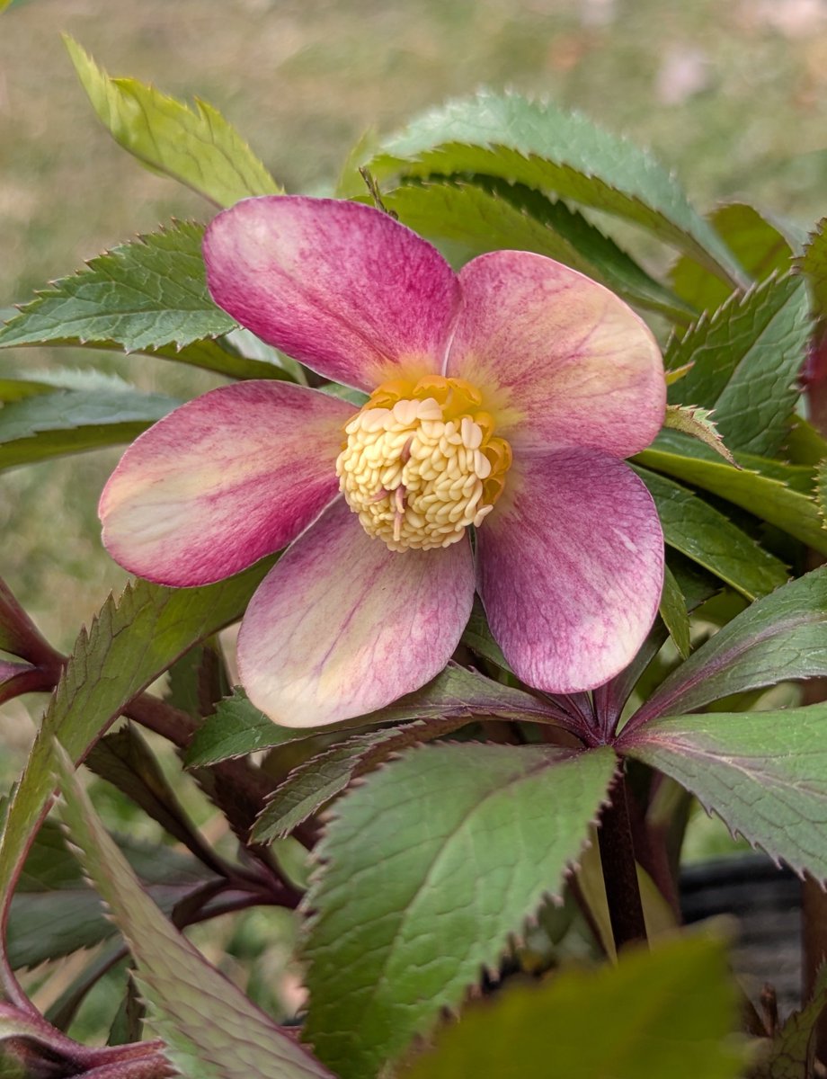 オキシ系いろは (クリスマスローズの世界展2026)