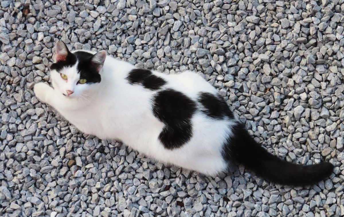 おつかれさまでした～🙋‍♂️🐈🤍🖤☕️

🎶→　youtu.be/V2sf6VknxDg?si…