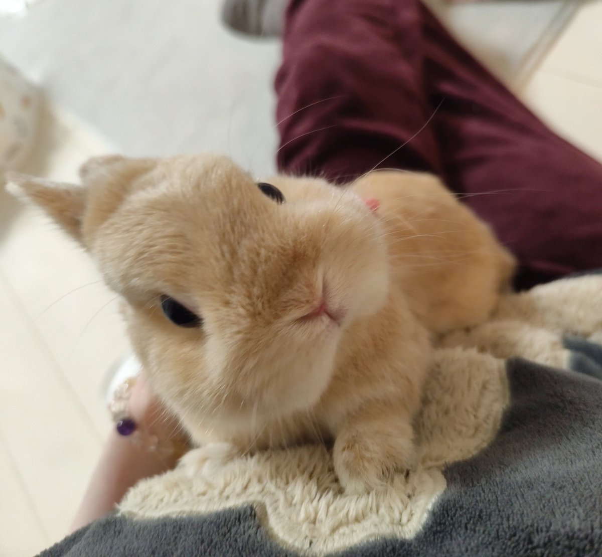 ぬいぐるみなのかい？？