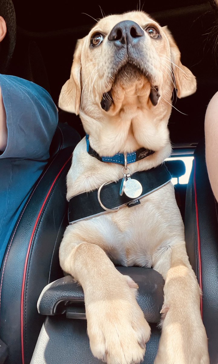 brown bomber tweet media