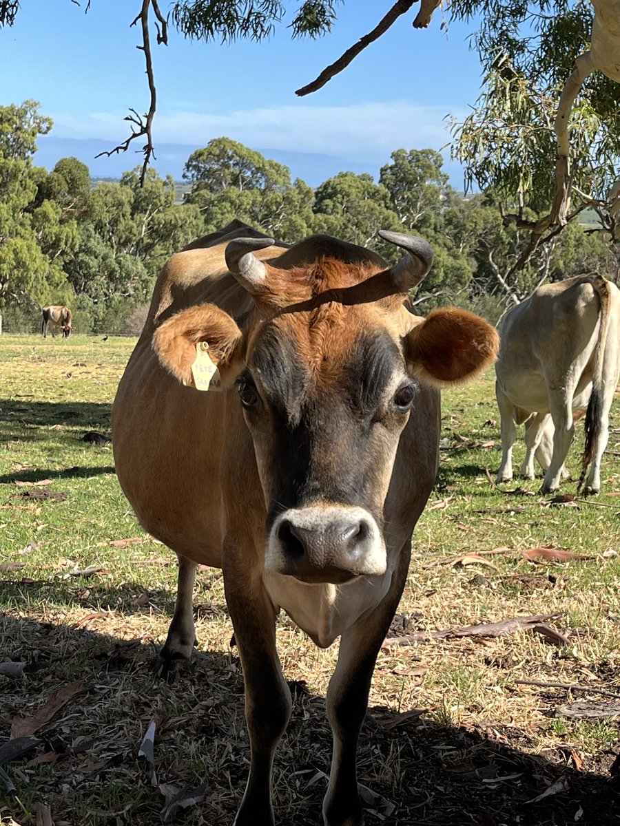 brown bomber tweet media