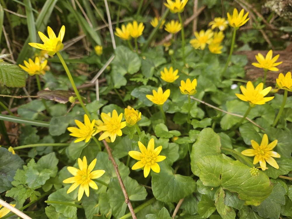 National Plant Monitoring Scheme tweet media