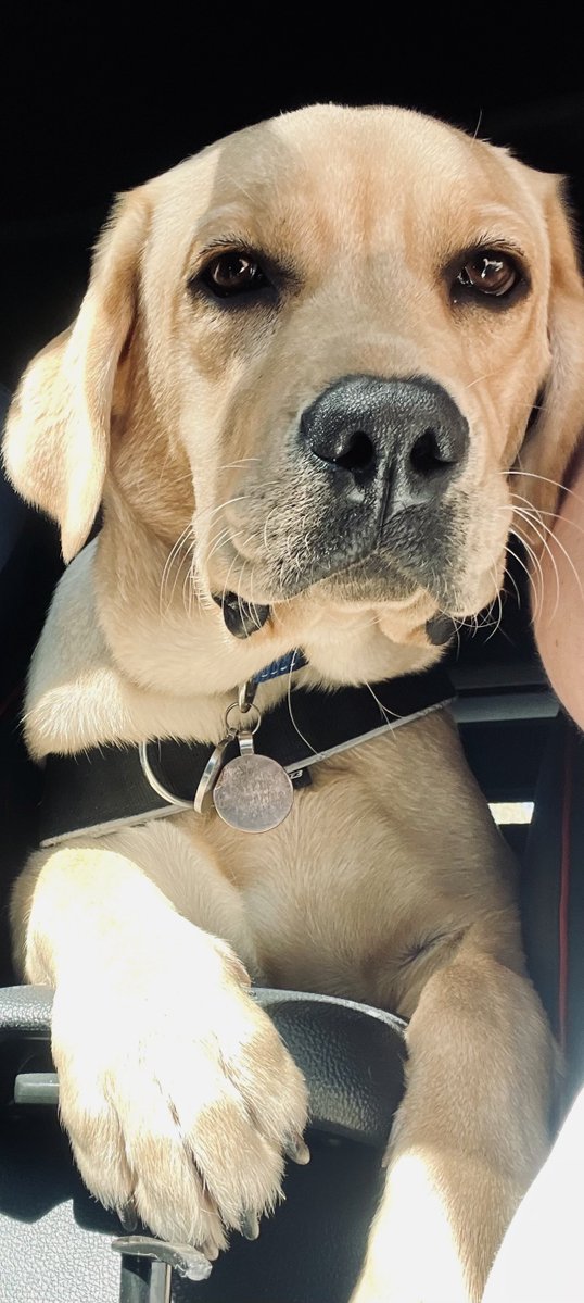 brown bomber tweet media