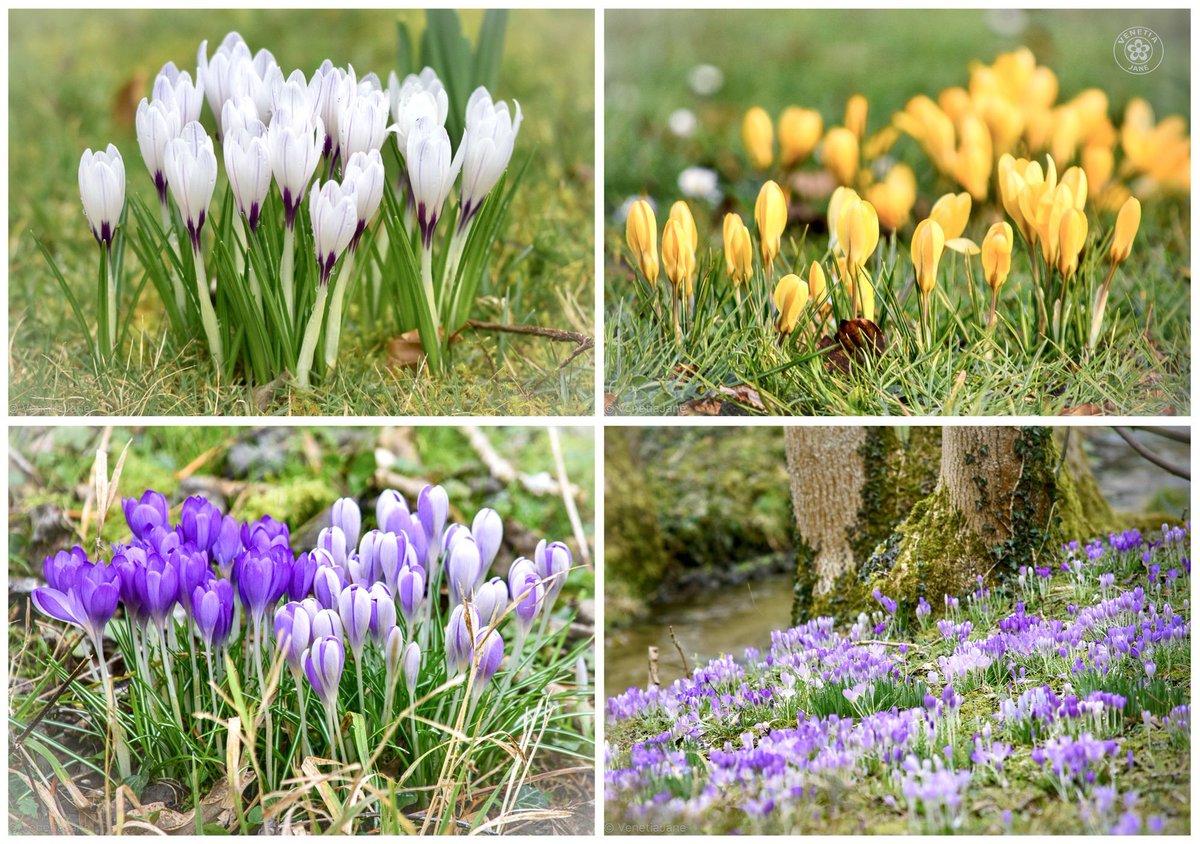 VenetiaJane's Garden tweet media