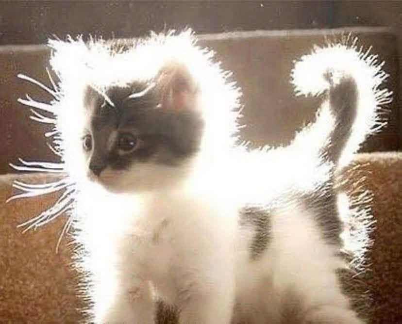 he’s glowing because you can put him in your inventory