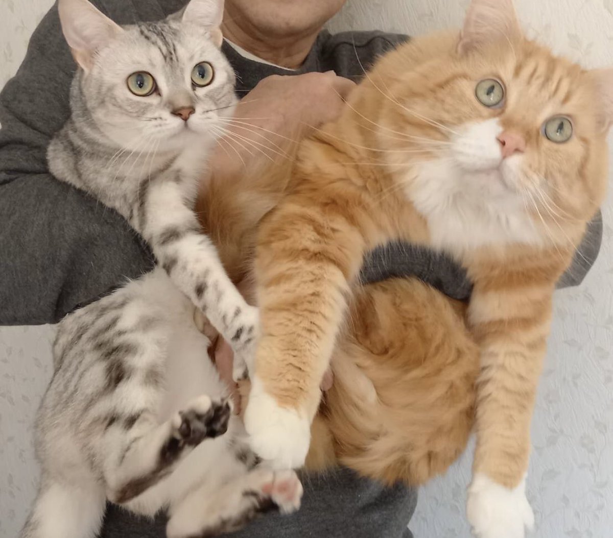 HAAuihezPYCl0uc's tweet photo. いとこの家にcotton catさんで作って頂いた綿棒アートをプレゼント🎁
とても喜んでもらえてよかった☺️
しかしすごいクオリティー❗️

#猫 https://t.co/7btw9wBYFT