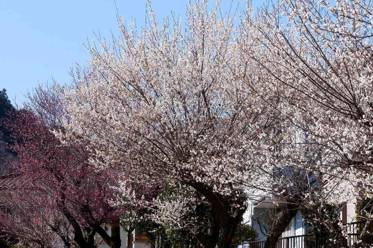 高尾の梅林に行ってきたニャ🐾
高尾からバスで小仏へ🚌　小仏梅林はまだまだ蕾。
梅はどこかニャ～て探していたら梅の郷まちの広場で蝋梅を発見みャ。駅に向かい梅林を渡り歩いたけど閉林中や蕾だらけ、関所梅林で５分咲を発見😆　駅近の遊歩道梅林は満開だったのみャ😑
#どこでもいっしょ
