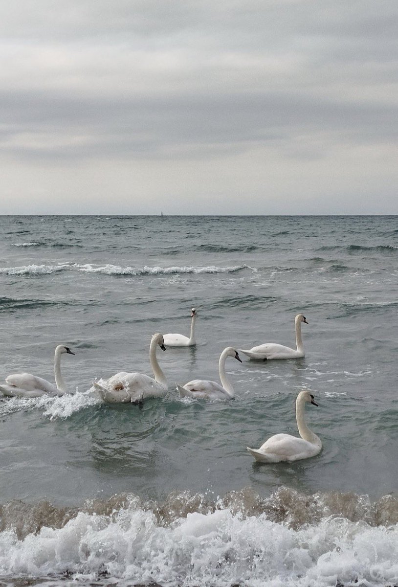 Dee 🔪 Evil Jayvik Truther tweet media