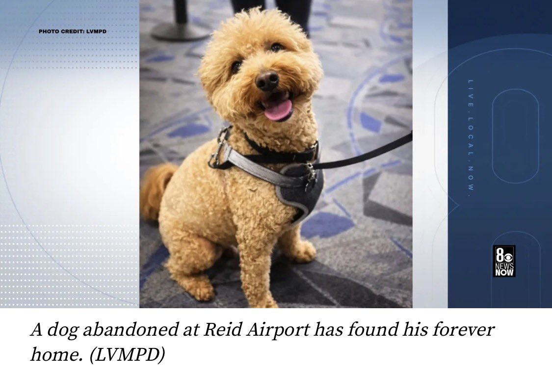 babybeginner's tweet image. OMG!!!  Great news!!!   The dog abandoned at the airport has found his forever home with the police officer who brought him to the rescue in the first place!!  

Such a sad story with such a happy ending!!!  Way to go little JetBlue.  You’ll never be abandoned again!