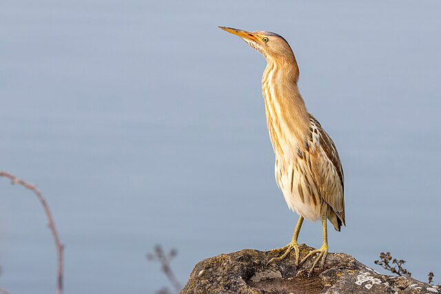 like for green buge

repost for toodybird

ignore for crudfish