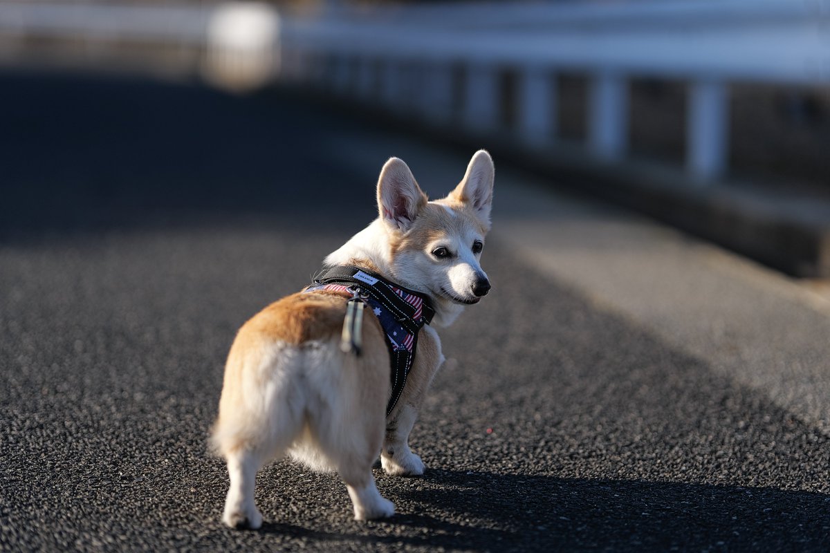JohnnyTheCorgi🇯🇵 (@CorgiJohnny) / Posts / X