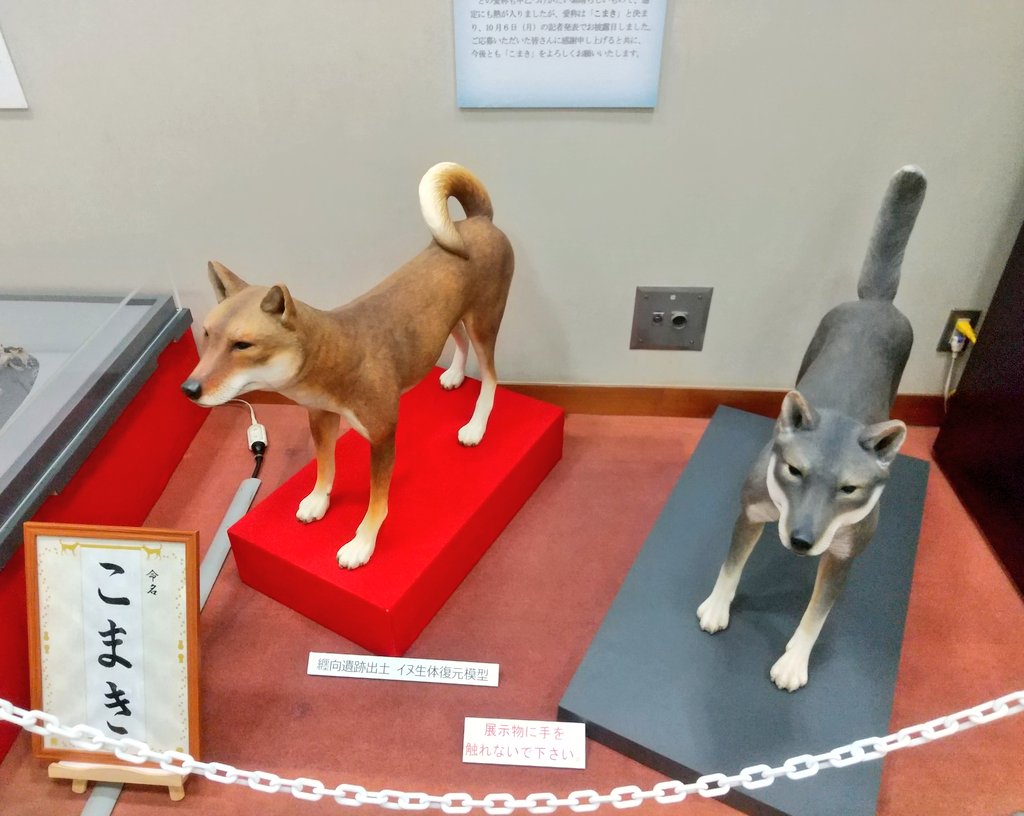 無料特別解放中の、桜井市埋蔵文化センター。 弥生犬？の復元、木製の