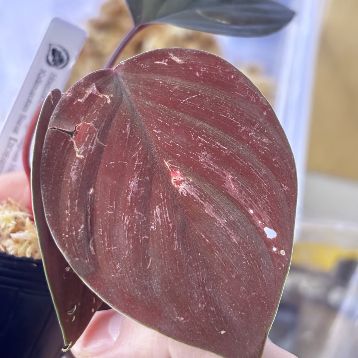 トイ吉園芸@4/10〜12 オキボタスプリング tweet media