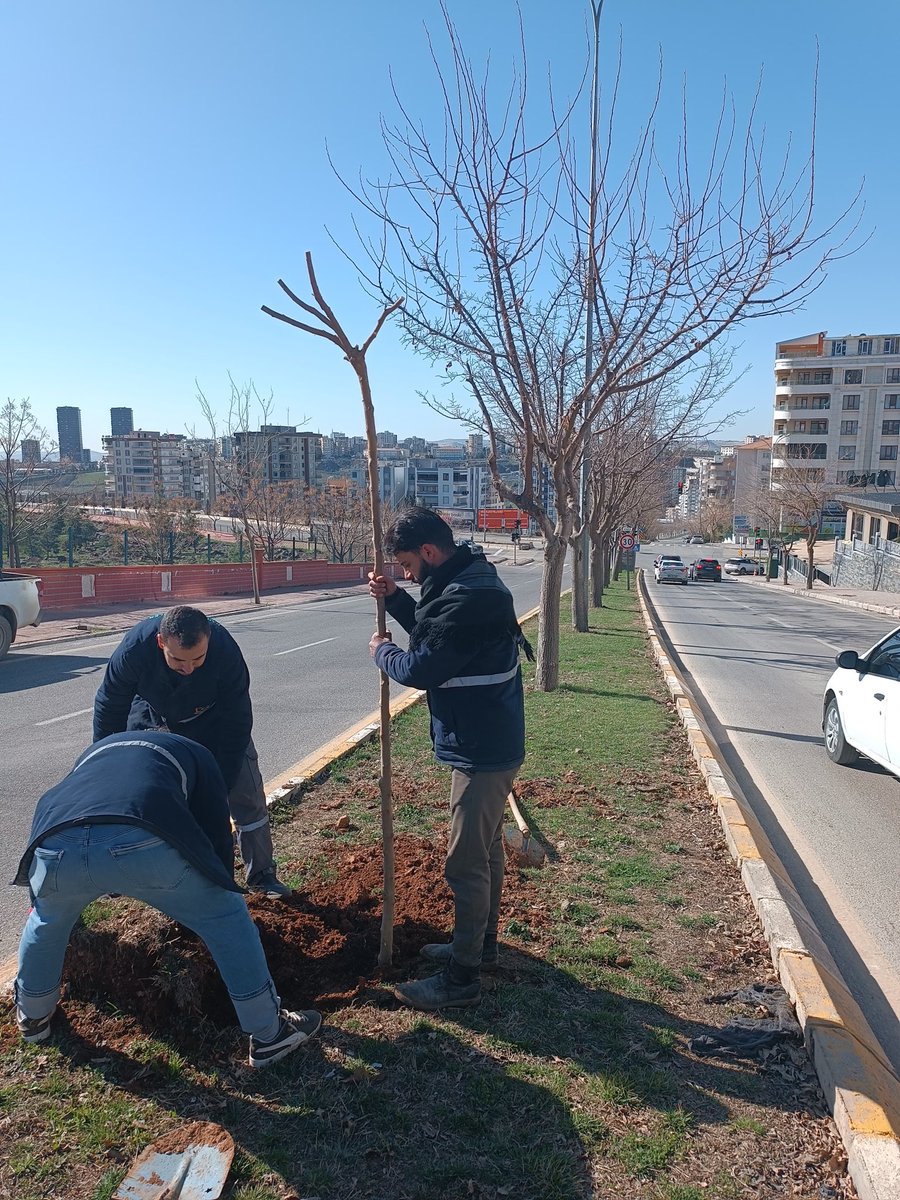 📍Mimar Sinan Bulvarı ❤️

Park ve Bahçeler Dairesi  Başkanlığına bağlı ekiplerimiz;👷🚧👷

 Ağaç dikimi çalışmalarını hız kesmeden sürdürmektedir.🌲

#YeşilŞehirŞanlıurfa 

<a href="/sanliurfabld/">Şanlıurfa Büyükşehir 🇹🇷</a> 
<a href="/MithatCanKutluc/">Mithat Can KUTLUCA</a> 
<a href="/halilaldeniz_/">Halil Aldeniz</a> 
<a href="/Tuba_Yaygin/">Tuba Yaygın</a> 
<a href="/sukrukaracads/">şükrü karaca</a> 
<a href="/musadokuz_/">Musa dokuz</a>
