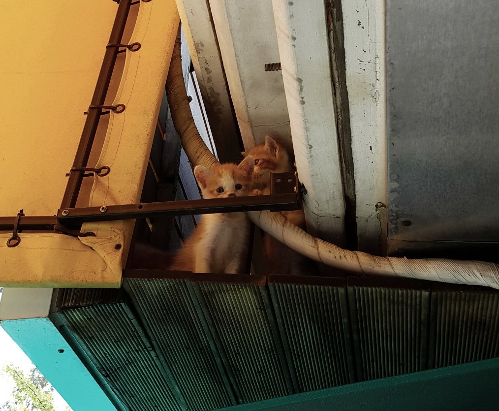 dusk
dead cats on the windowsill
so sorry