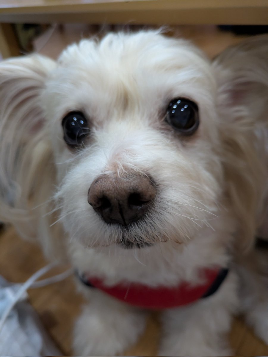 りえぽん (@xrittx) / Posts / X