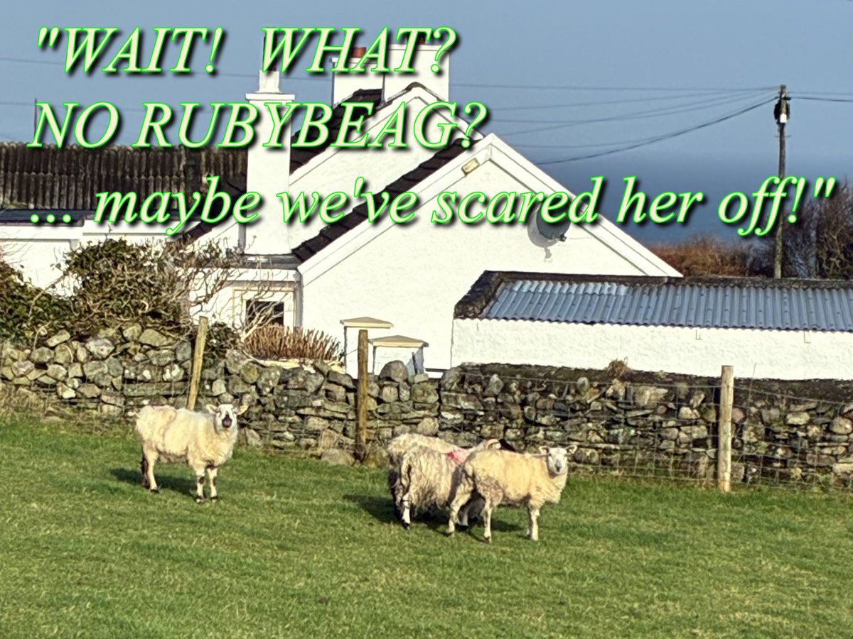 welovedonegal's tweet image. #RubyBeag #TakingItEasy #dogs #Donegal