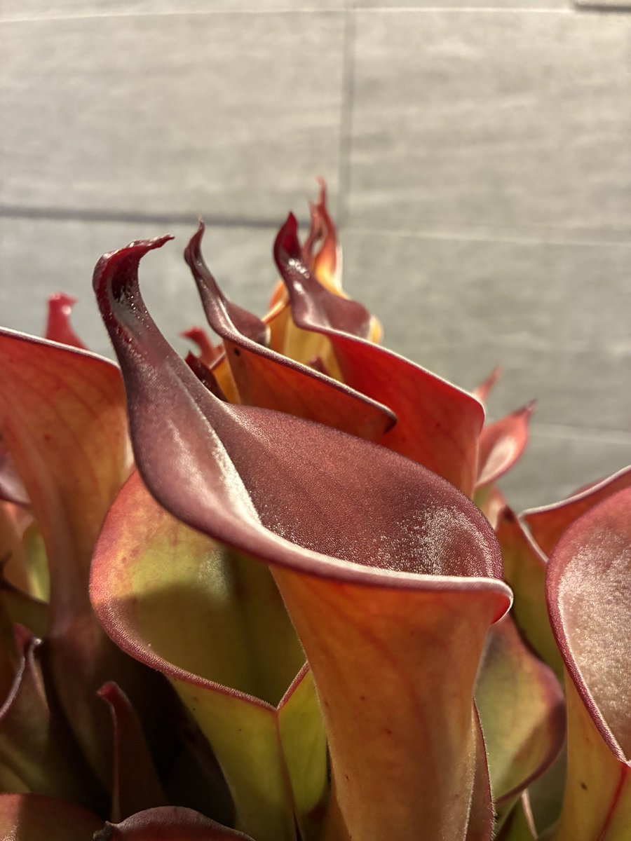 九州食虫植物愛好会 (@carnivorous_p) / Posts / X