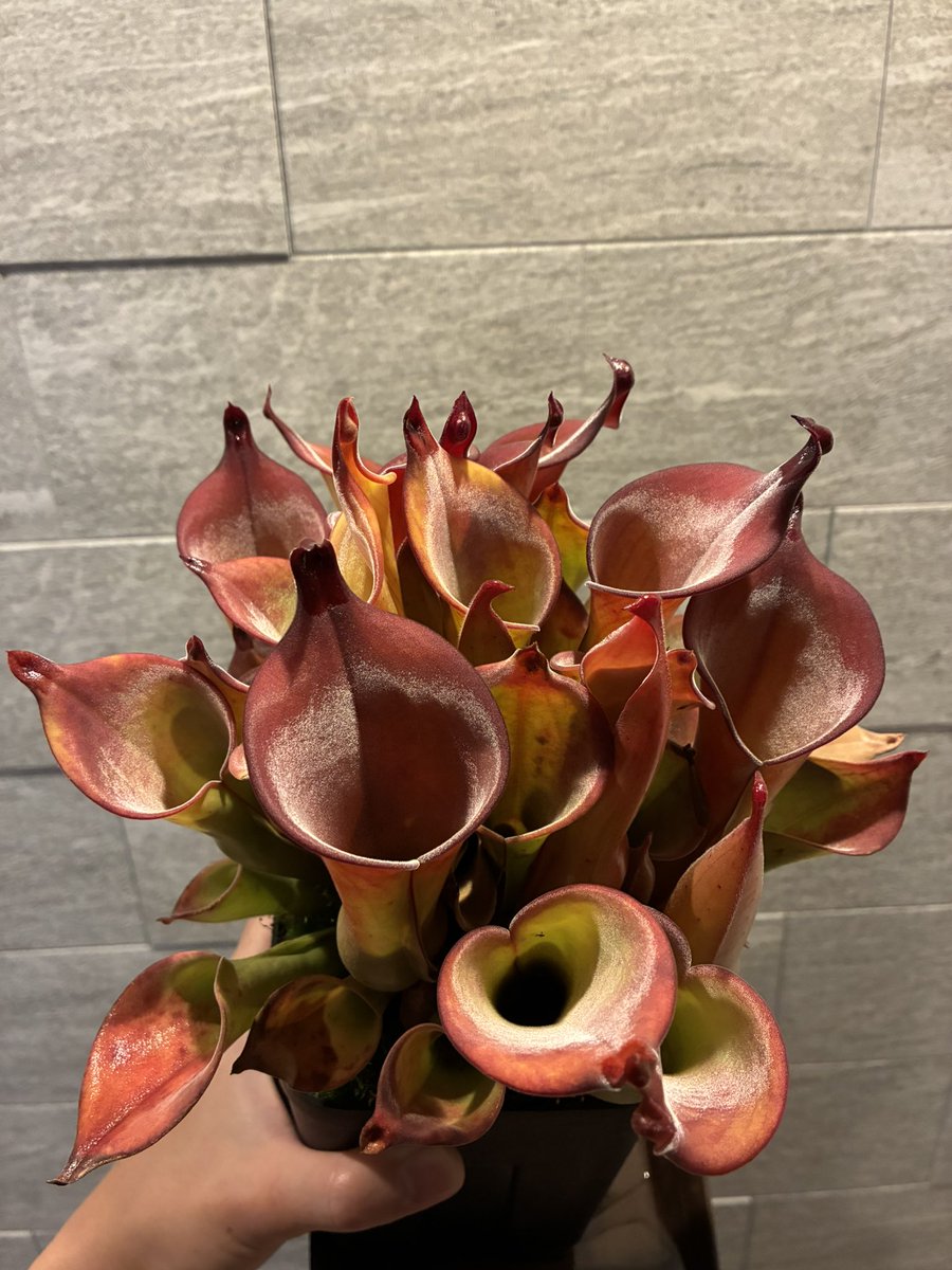 zakuro_baal's tweet photo. H. uncinata (Amuri Tepui) Clone 05

モリモリに群生中🌱
鉤爪状のネクタースプーンが好きな品種。
3連休で株分けしたいところ… https://t.co/rCZvUvN0gZ