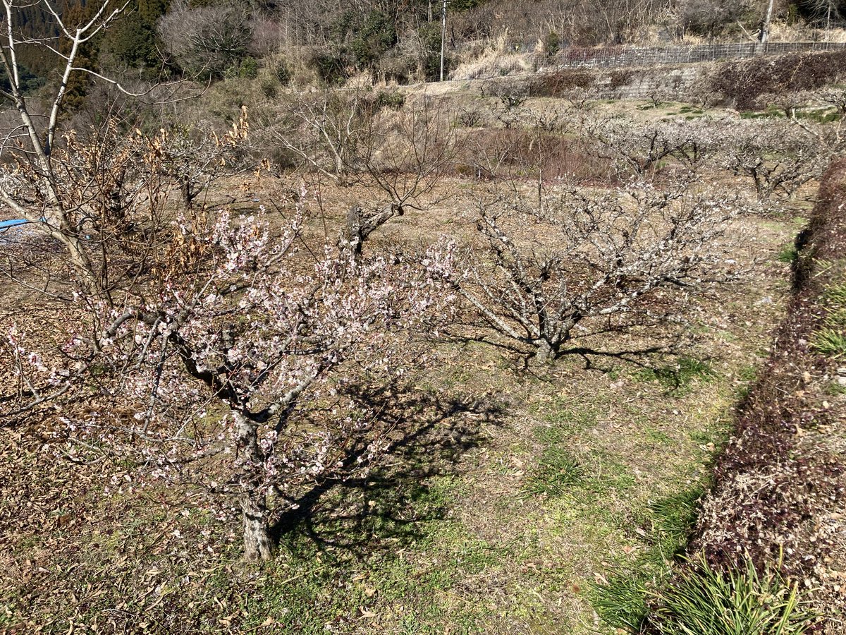 ワタシ南高梅です〜🥺 ってフリして入植したピンクの梅が1番元気いいの
