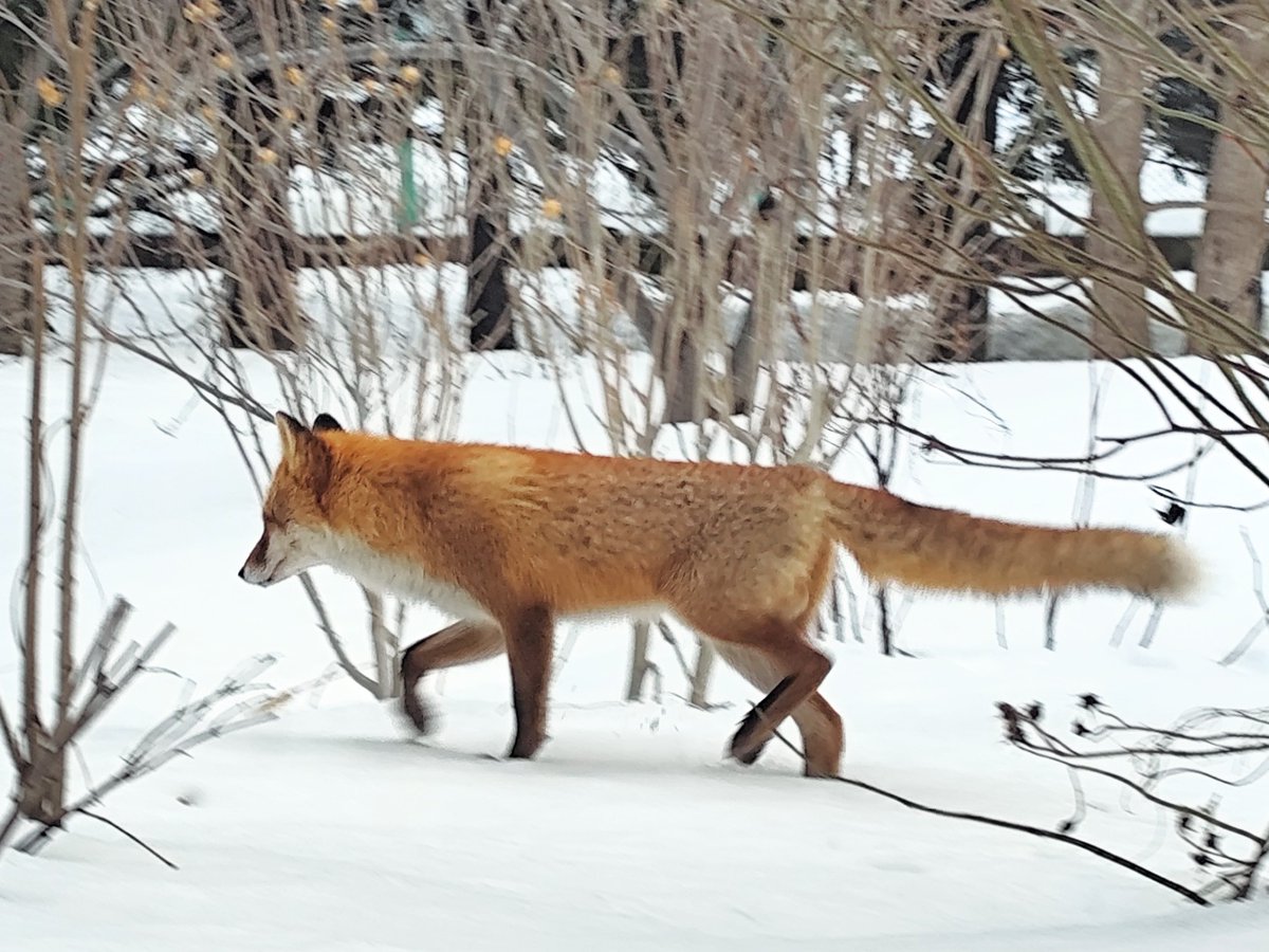先ほど、うちの庭をおキツネ様がとおって行きました🦊✨️