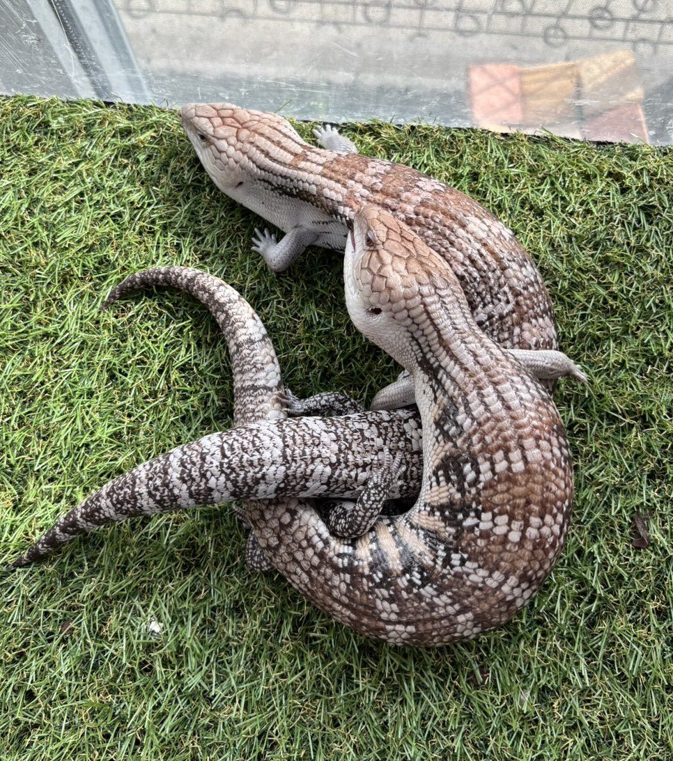 アニマルハウスももれっぷ　3月15日エキスポスーパーアリーナ出店 tweet media