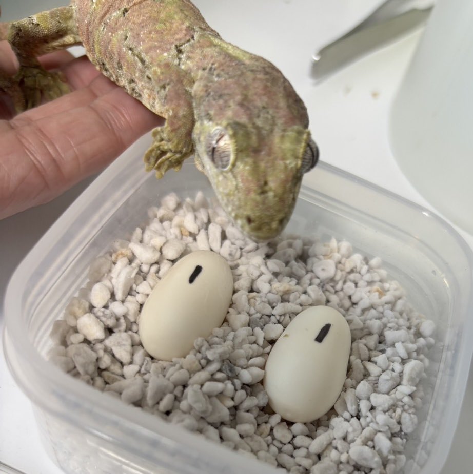 アニマルハウスももれっぷ　3月15日エキスポスーパーアリーナ出店 tweet media