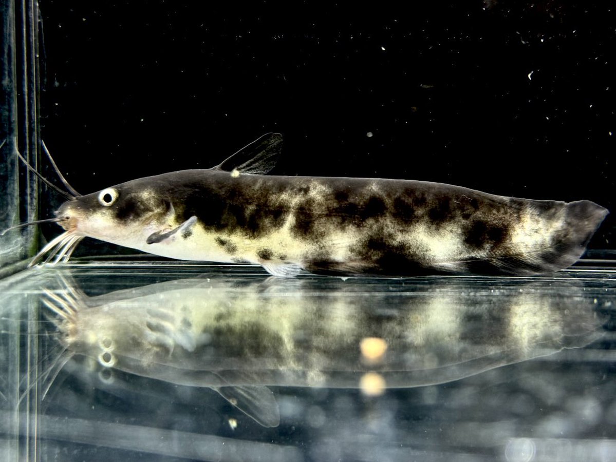 a-aqua (@aqua88257188) / Posts / X