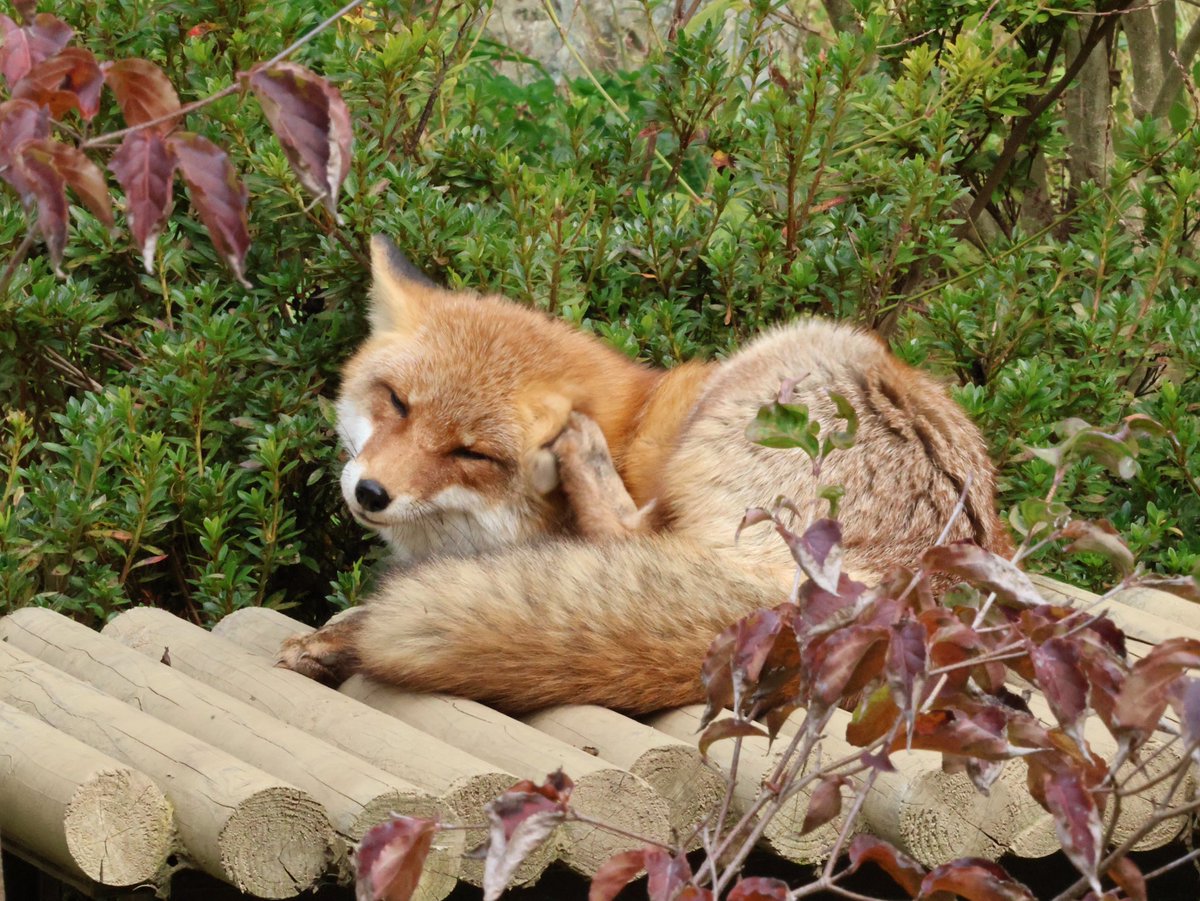 chroma_Bk's tweet photo. お耳くしくし、はっさくちゃま🦊
#ZOOMO #ホンドギツネ
（2025/10） https://t.co/llwzFFammt