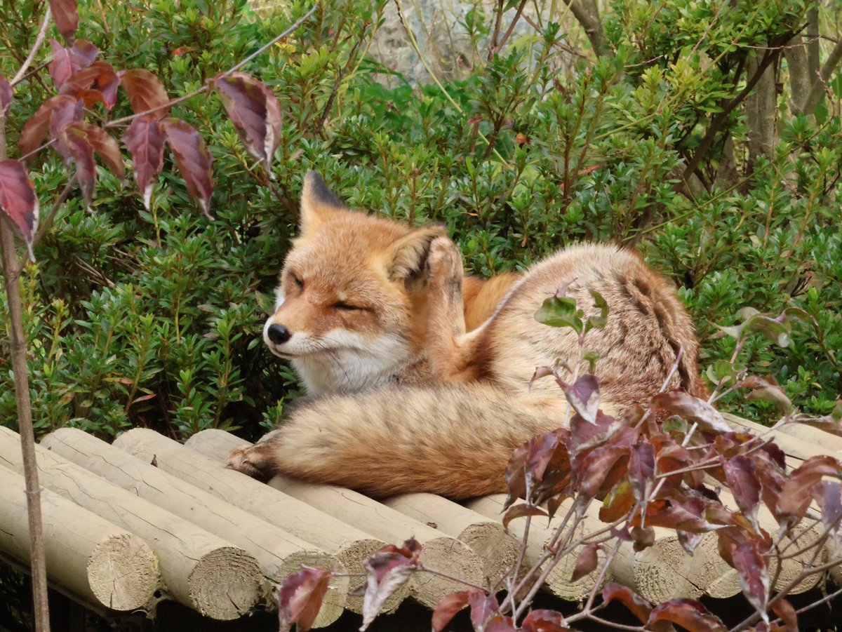 chroma_Bk's tweet photo. お耳くしくし、はっさくちゃま🦊
#ZOOMO #ホンドギツネ
（2025/10） https://t.co/llwzFFammt