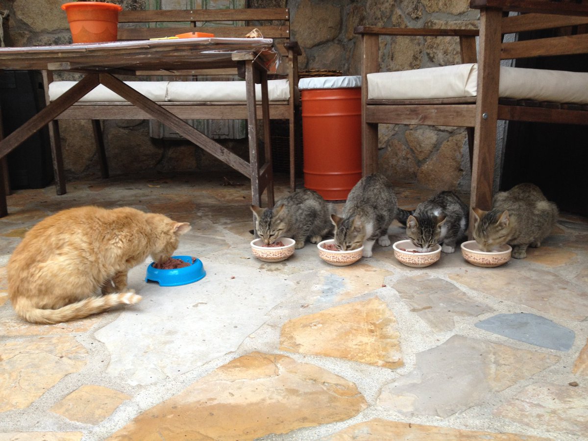 Otoño 2016
En el mes de octubre, los “fijos” a comer eran roberta, los niños y la tia clarita. Había también algún que otro itinerante
El servicio de comidas incluía latita una vez al día 

#hechoamano #catlover #regalosoriginales #regalopersonalizado
