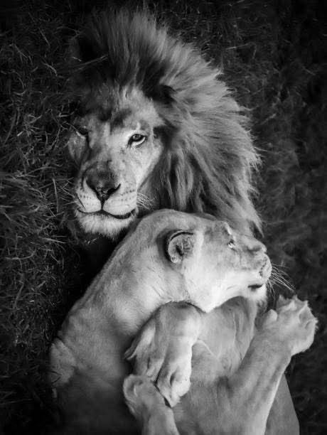 avukatabinizz's tweet image. RT @eaborcali: Güçlü bir kadın başarmanızı ister, hayatınıza yılan değil aslan alın.