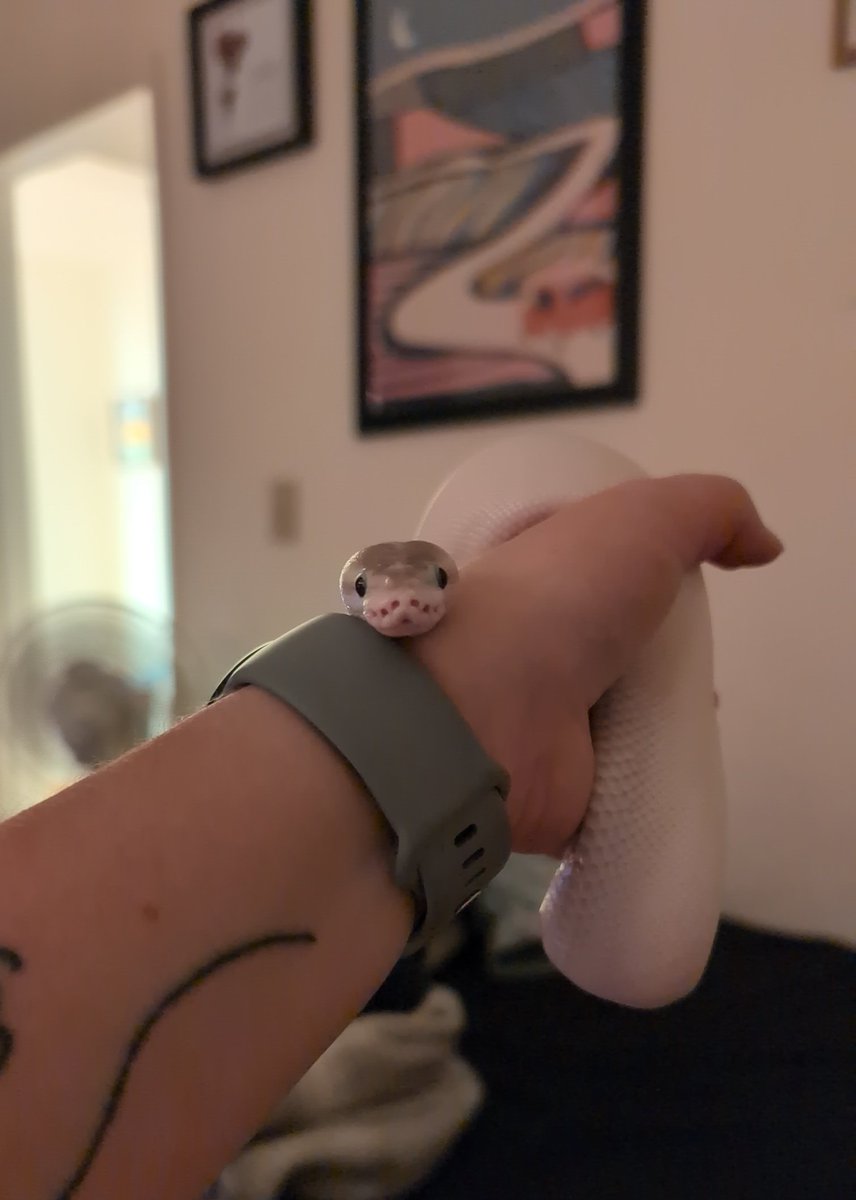 ShawnaLee217's tweet photo. @Garrett_Watts Luna, my little ghost noodle 🫰🏼 
I've been deathly afraid of snakes my entire existence until I started seeing them on TikTok 😅 https://t.co/hdgAV5qsJZ