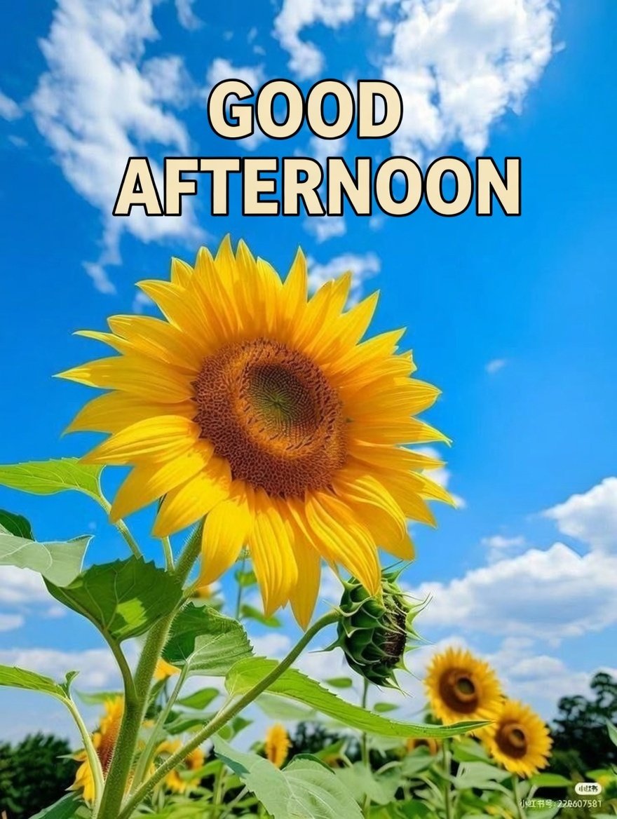 Good Afternoon!
May your day be filled with sunshine, smiles, and sweet moments.