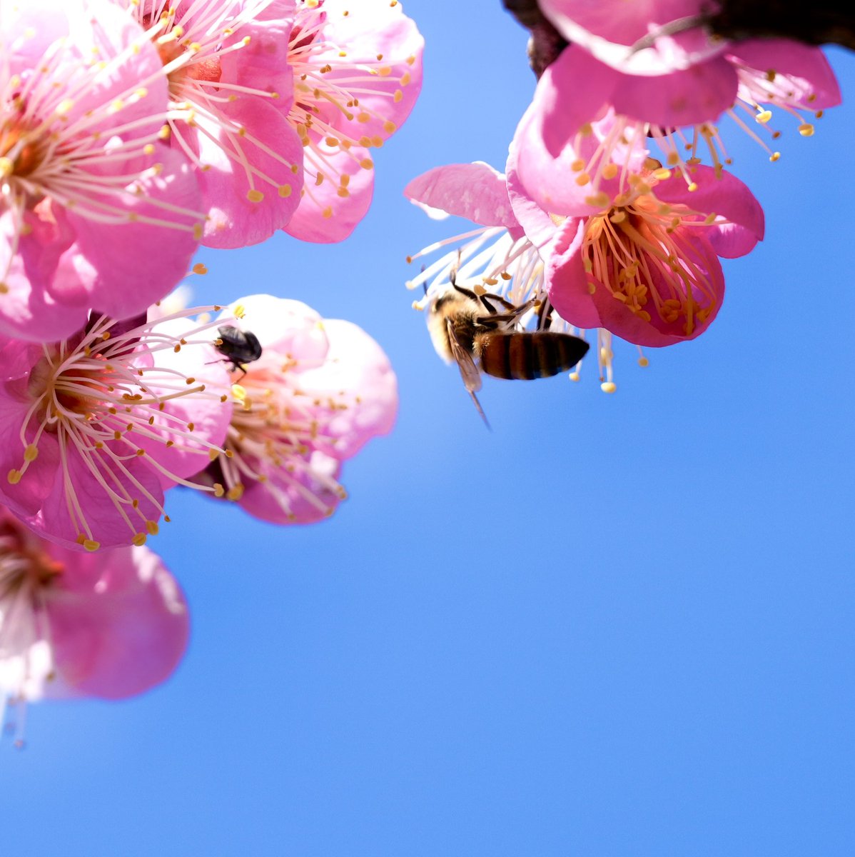 hishy18's tweet image. #７カラ
#stayhome 
#goout 

Stayhomeの予定が
春の陽気に誘われて
春散歩へと第一歩を
踏み出した今日午後

梅とミツバチ
仲良しヨシヨシ