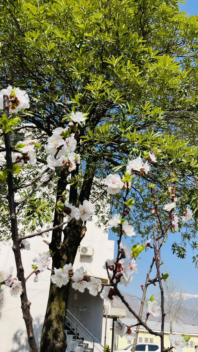 DrAbidaSherazi's tweet photo. Spring is here at @UAJK_Official city campus! 🌸 
Apricot plant are in full delicate pinkish bloom, making every path look magical.
Winter is over…….
Hello fresh vibes! 🍃✨
#ApricotBlossom #SpringCampus #UniversityLife #UAJK
#Environment https://t.co/JuvGPtAW6p