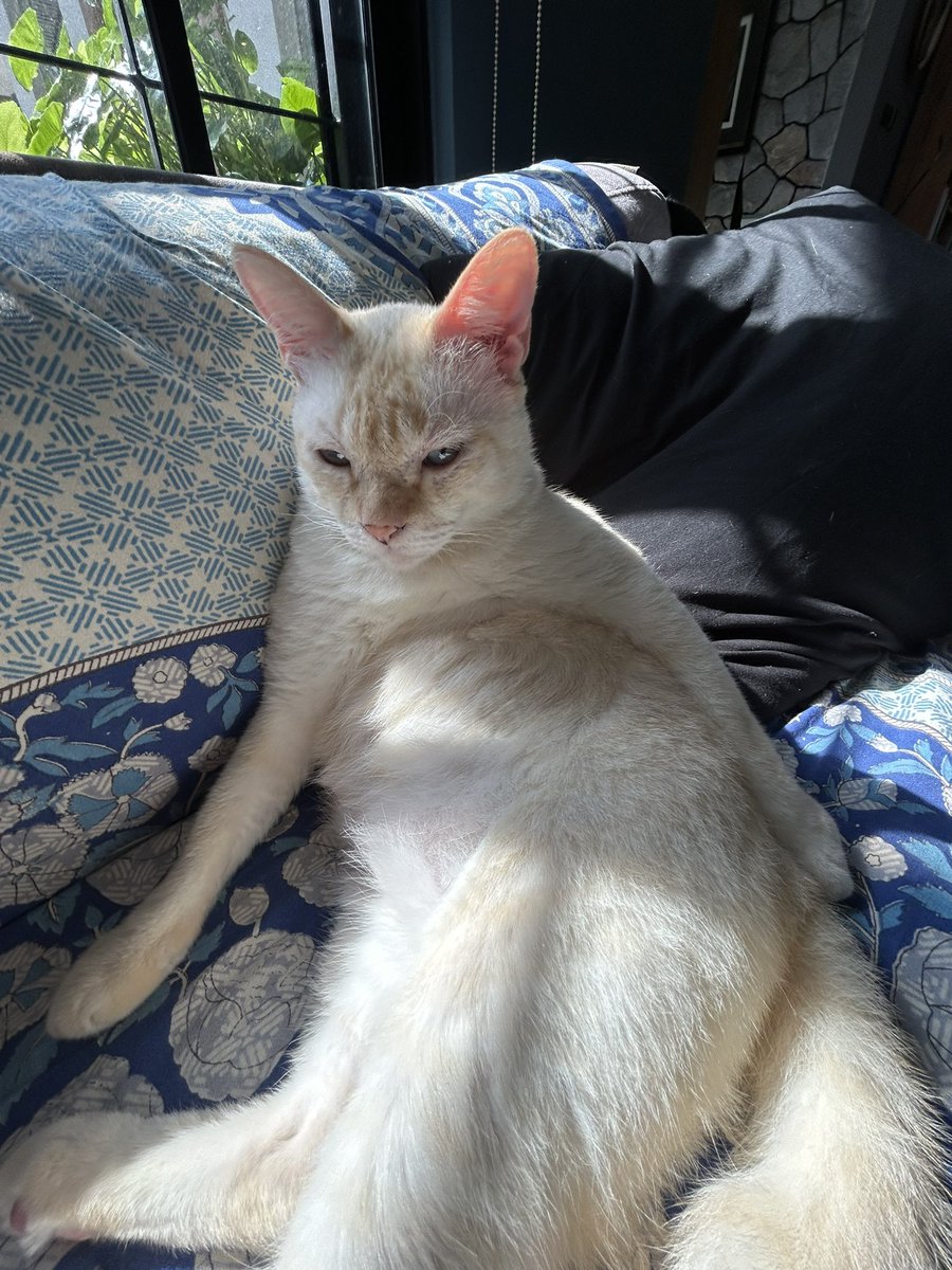 HONK!!!!!!! tweet media