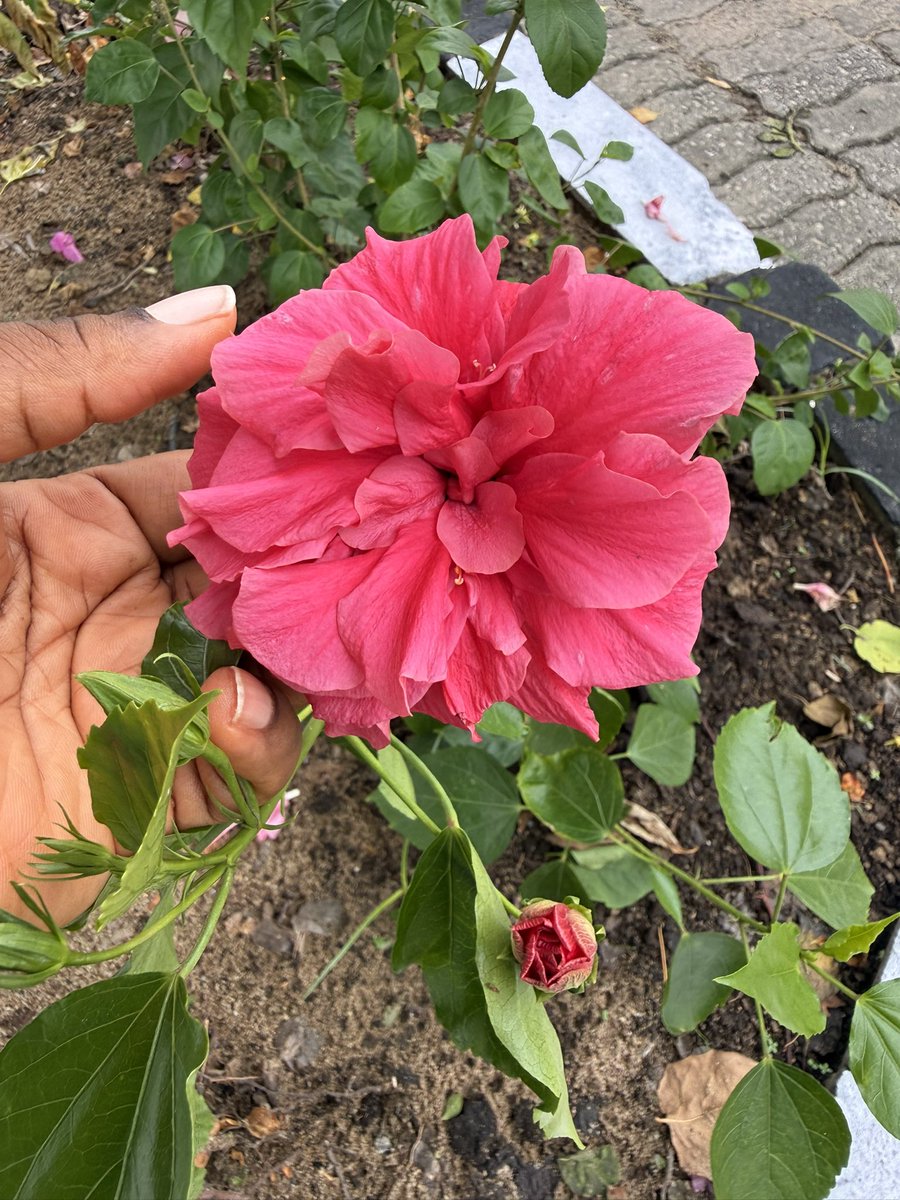 I’ve been growing hibiscuses 🌺 and they’re flowering… I saw the white one beginning to bud this morning and I was sooooo happy! 🌸