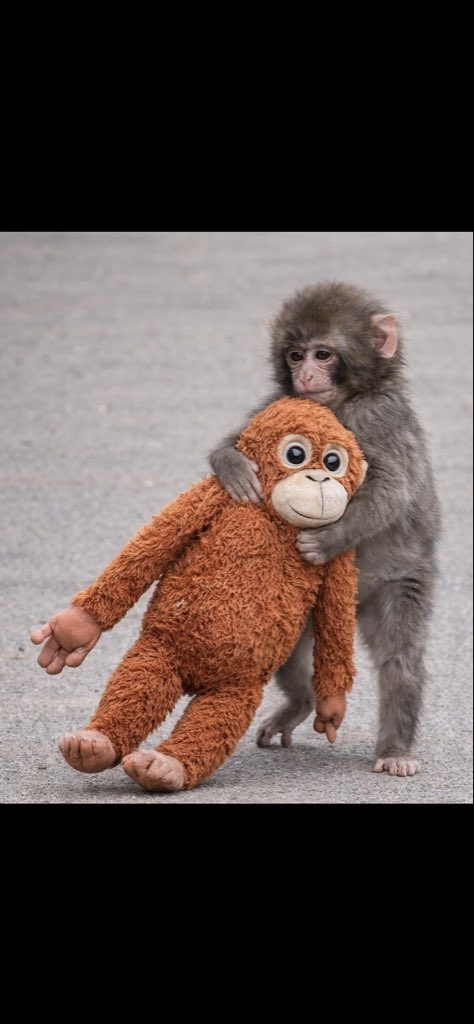 prince_cha6987's tweet photo. 500 members and growing community 
1,100 + holders 
Fees going directing to @redapes outreach 
$punch best friend

Millions coded 
$Lupe

4xLk2JHcQQES3D1QrE8tLaKnAxq3zMVmh3YdCSL7pump https://t.co/N7bVHUx0as