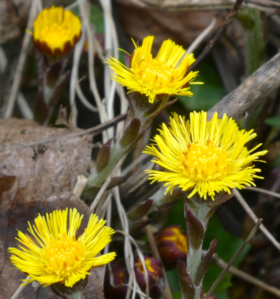 Beatrice Groves tweet media